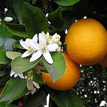Citrus
