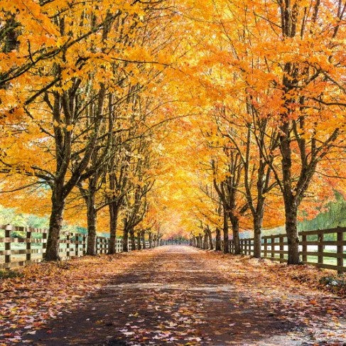 Fall